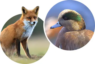 Fox and Widgeon