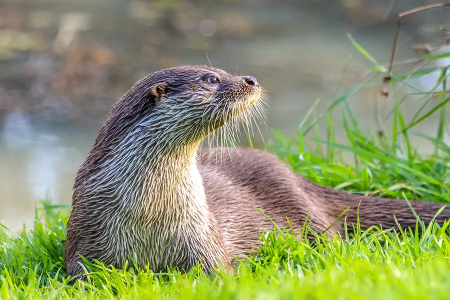 Otter sitting in long grass on the river bank, looking to the right.