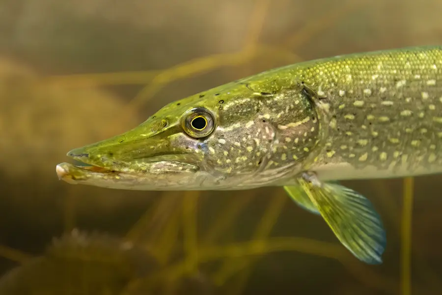Close-up of a pike fish, swimming under-water.